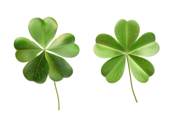 two leaf clover isolated on transparent background 