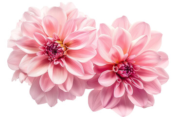 Fototapeta premium two pink flower isolated on transparent background
