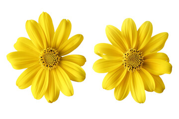 two yellow flowers top view isolated on transparent background
