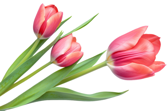two tulips isolated on transparent background