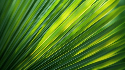 Obraz premium close up green palm leaf texture. leaf of Bottle Plam tree Hyophorbe lagenicaulis I.H. Bailey H.E. Moore . ornamental plants in the garden