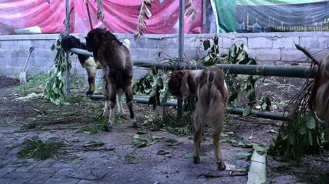 Goat (kambing qurban) for the slaughter preparation of sacrifices on Eid al-Adha, moslem tradition in Indonesia