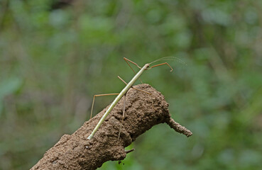 This insect is very similar to wood and was found in a forest in Thailand in the area of ​​Ban Krang Camp. Kaeng Krachan National Park It has an external appearance that is very leaf-like.