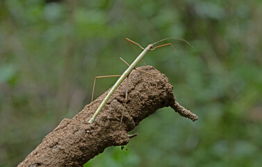 This insect is very similar to wood and was found in a forest in Thailand in the area of ​​Ban Krang Camp. Kaeng Krachan National Park It has an external appearance that is very leaf-like.