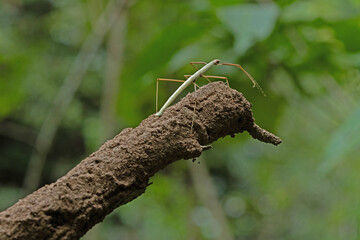 This insect is very similar to wood and was found in a forest in Thailand in the area of ​​Ban Krang Camp. Kaeng Krachan National Park It has an external appearance that is very leaf-like.