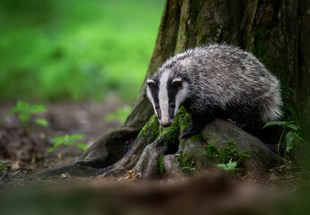 Baby Badger close up ( Meles meles )