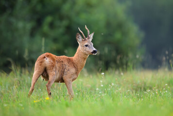 Roe deer male ( Capreolus capreolus )