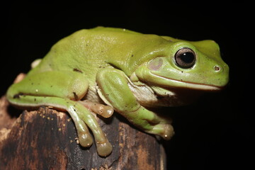 Australian green tree frog (Litoria caerulea)