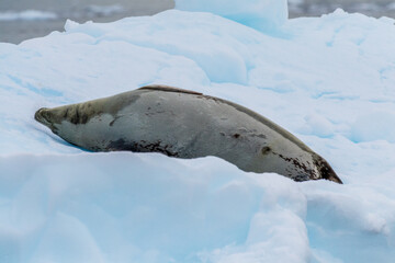Fototapeta premium Close-up of a Weddell seal -Leptonychotes weddellii- resting on a small iceberg near Danco Island on the Antarctic peninsula