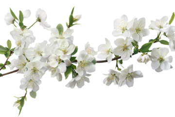 white flowers branch isolated on transparent background