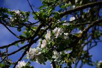 Bloom Apple Tree in Spring in the Sunder in the Town Walsrpde, Lower Saxony