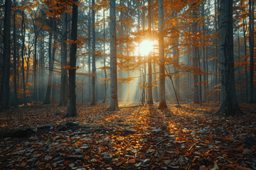 Obraz premium Sunshine penetrates the forest, autumn