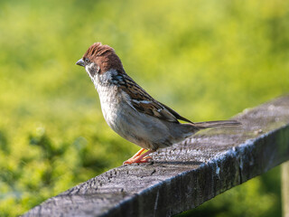 柵にとまるスズメ