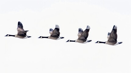 Canadian Geese Flying Ideal Formation