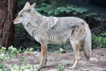 coyote in the woods