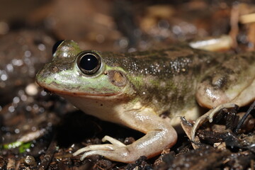 Dahl's aquatic frog (Litoria (Ranoidea) dahlii)