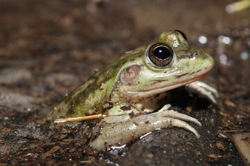 Dahl's aquatic frog (Litoria (Ranoidea) dahlii)