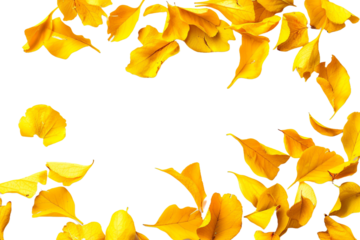 yellow autumn petals isolated on transparent background