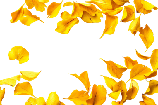 yellow autumn petals isolated on transparent background