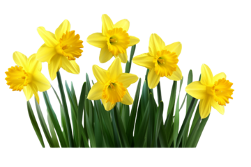 yellow daffodils isolated on transparent background