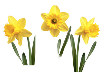 yellow daffodils isolated on transparent background