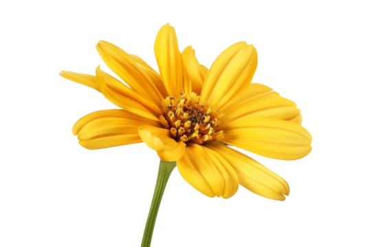 yellow flower isolated on transparent background