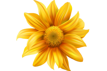 yellow flower isolated on transparent background