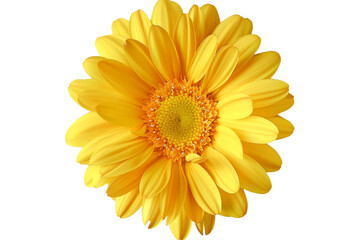 Naklejka premium yellow flower isolated on transparent background