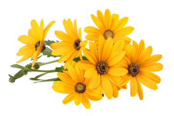 yellow flowers isolated on transparent background