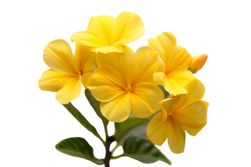 Obraz premium yellow flowers isolated on transparent background