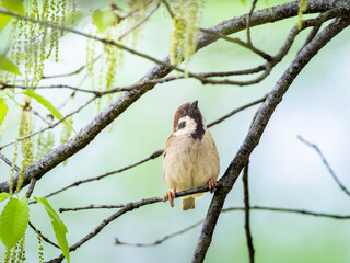 木の枝にとまるスズメ