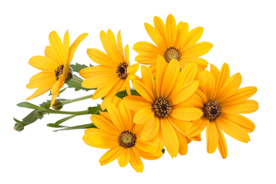 yellow flowers isolated on transparent background