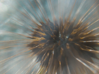 Close up macro shot of a big dandelion.