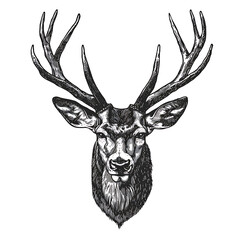 An intricately detailed sketch of a stag deer with prominent antlers, surrounded by foliage