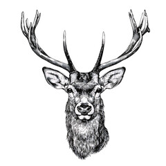 An intricately detailed sketch of a stag deer with prominent antlers, surrounded by foliage