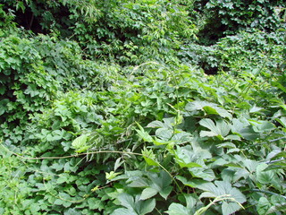Natural green background of creeping forest plants forming impassable thickets at the foot of trees.