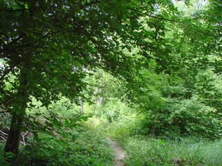 The landscape of the path that makes its way through the thicket of the forest illuminated by the midday rays of the summer sun.