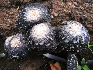 mushrooms on a red soil