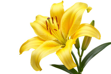 yellow lily flower isolated on transparent background © Tohamina