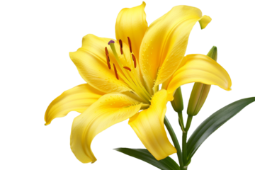 yellow lily flower isolated on transparent background