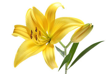 yellow lily flower isolated on transparent background © Tohamina