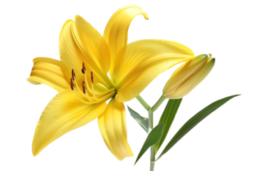 yellow lily flower isolated on transparent background