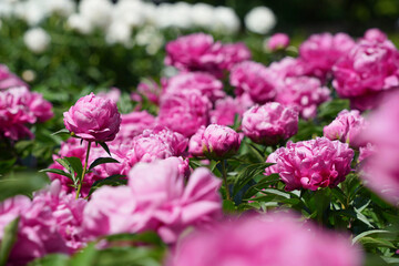 Fototapeta premium シャクヤクの香りに包まれて