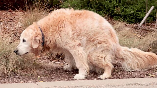 Dog Relieving Itself on Great Ocean Road