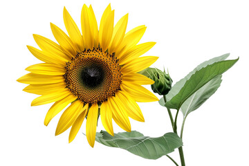 yellow sunflower with leaf isolated on transparent background