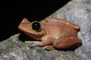Australian lace-lid (Litoria (Ranoidea) dayi)