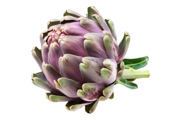 Green Fiesole artichoke with a purple base is isolated on a white background.