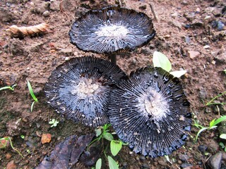 mushrooms on the red soil 