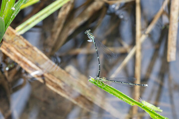 グンバイトンボの交尾