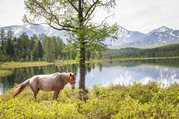 Mountain lake in Altai